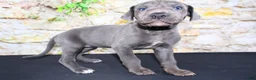 Great Dane dogs for sale: Woogie - Ad 6