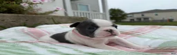 Boston Terrier dogs for sale: Boston Terrier 1 (Ripley) - Ad 4