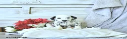 Dalmatian dogs for sale: Thunder - Ad 2