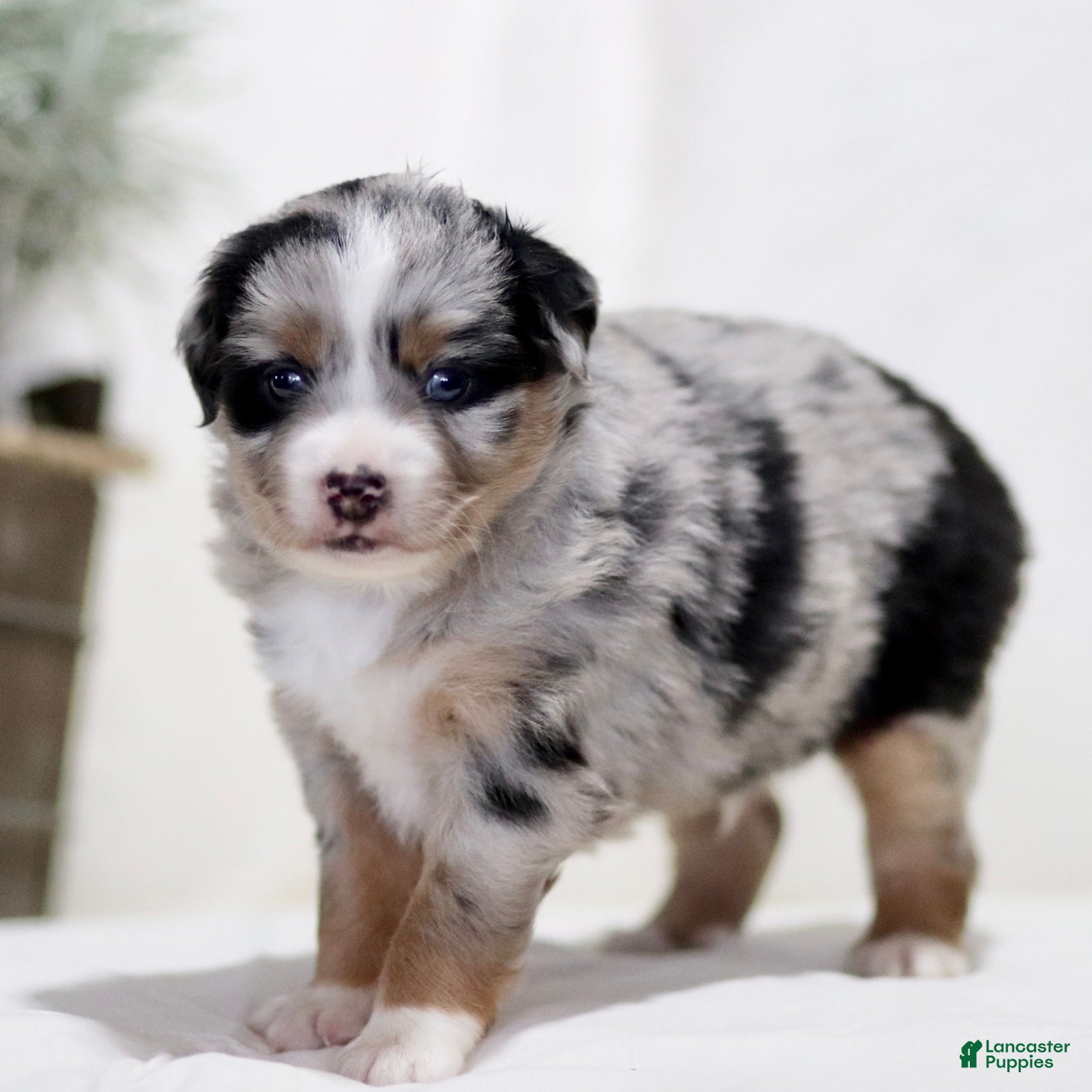Miniature Australian Shepherd dogs Axel - Ad 1