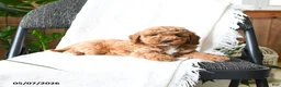 Mini Goldendoodle dogs for sale: Lachlan - Ad 4