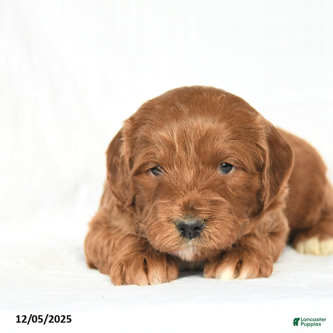 Mini Goldendoodle dogs for sale: Lucky - Ad 4