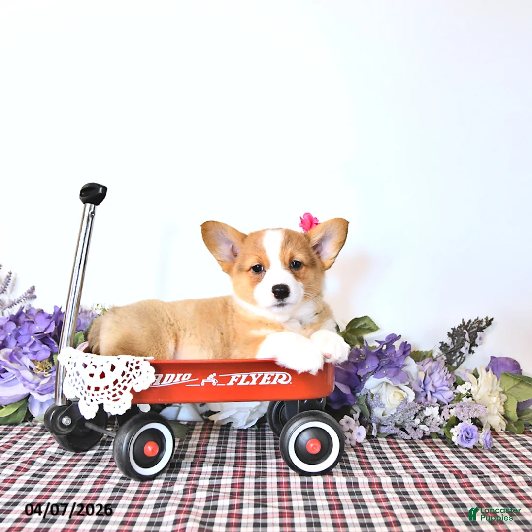 Welsh Corgi Pembroke dogs for sale: Kristy - Ad 2