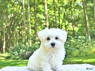 Maltese dogs - Ad 27