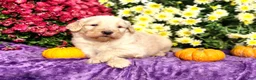 Goldendoodle dogs for sale: Maury - Ad 5