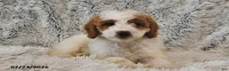 Mini Goldendoodle dogs for sale: Jewel - Ad 1