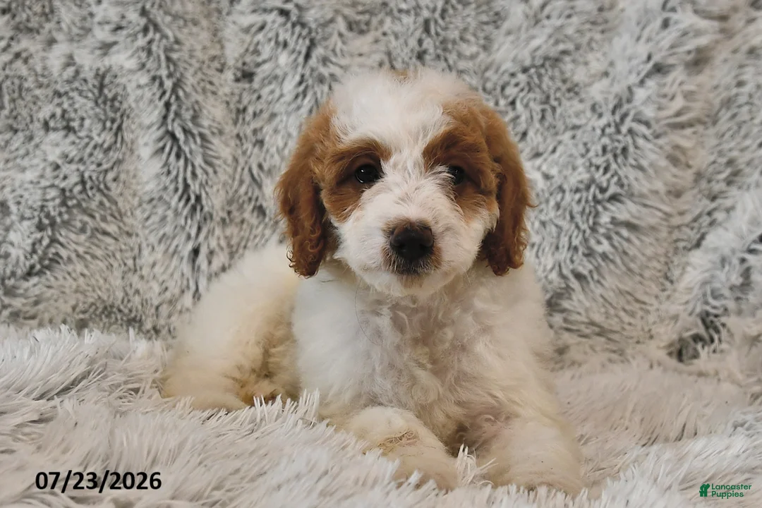 Mini Goldendoodle dogs for sale: Jewel - Ad 1