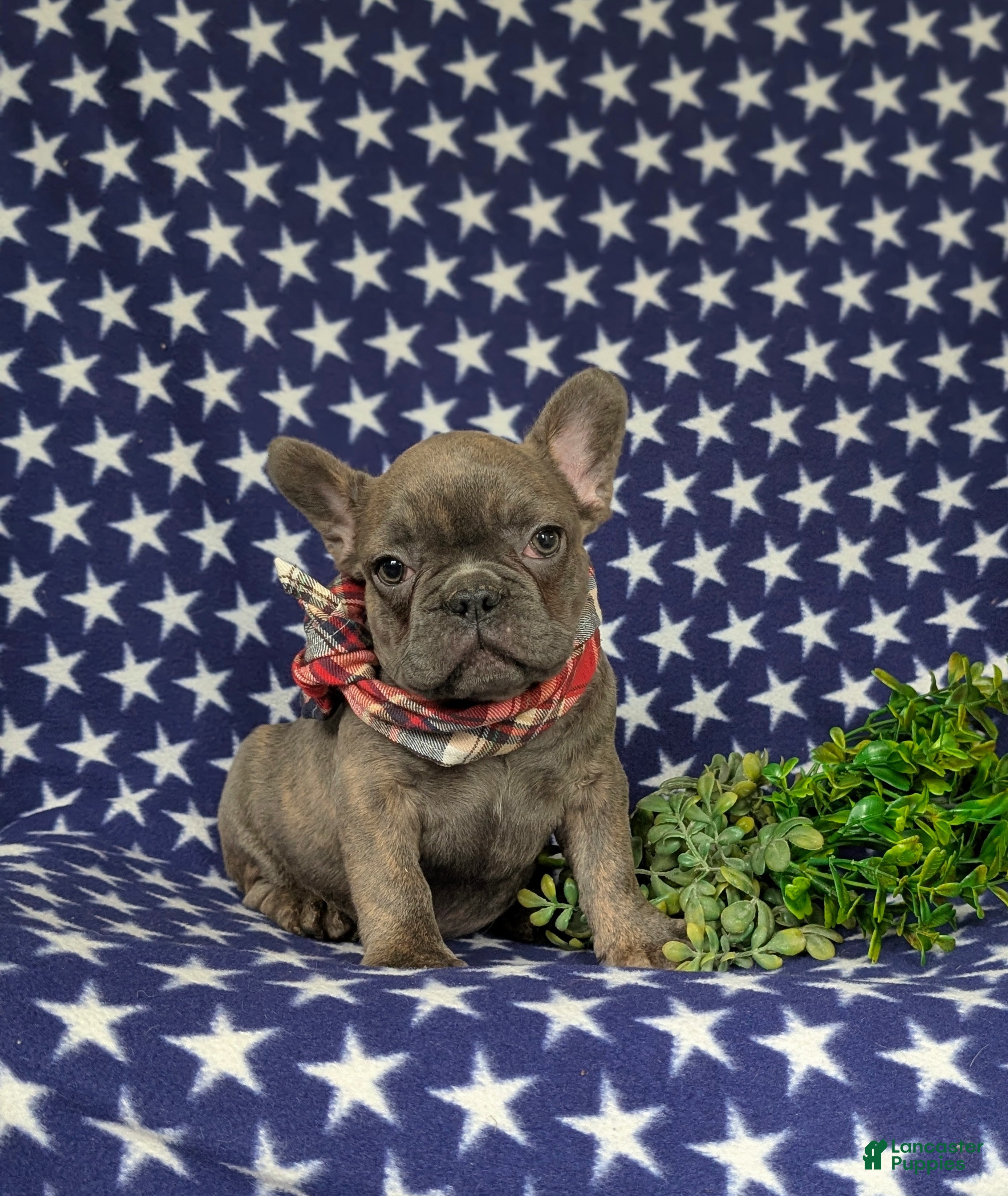 French Bulldog dogs Duncan - Ad 2