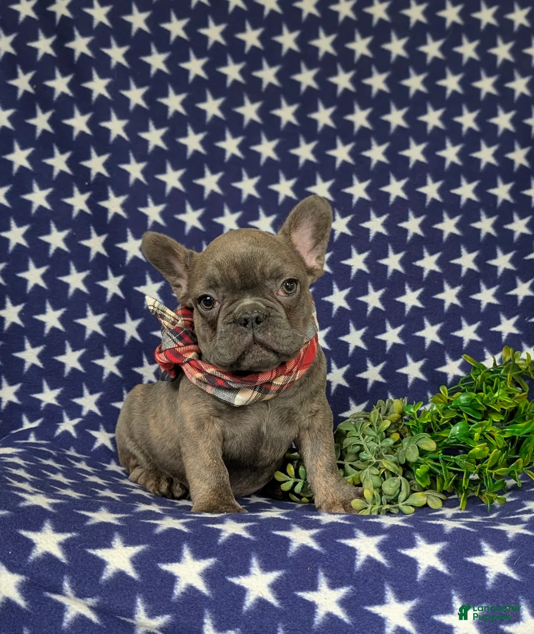 French Bulldog dogs for sale: Duncan - Ad 2