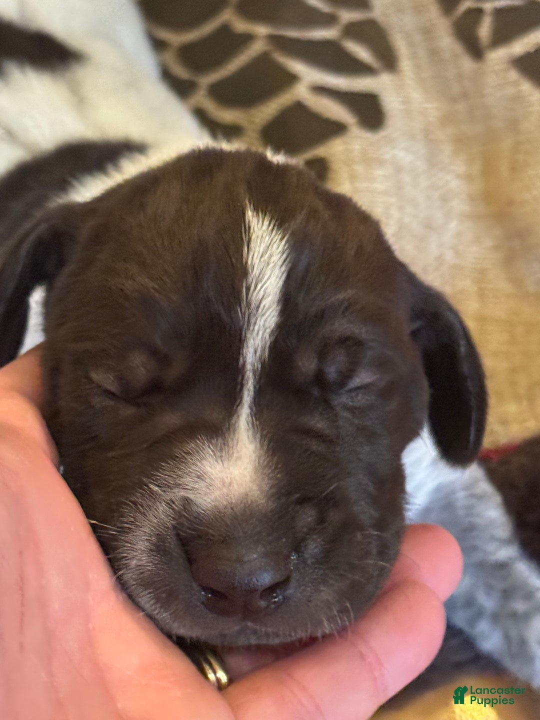 German Shorthaired Pointer dogs for sale: German Shorthaired Pointer Puppy 1 - Ad 1