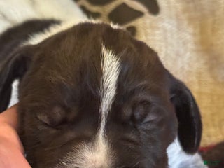 German Shorthaired Pointer dogs German Shorthaired Pointer Puppy 1 - Ad 2