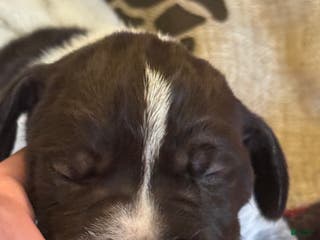 German Shorthaired Pointer dogs German Shorthaired Pointer Puppy 1 - Ad 17