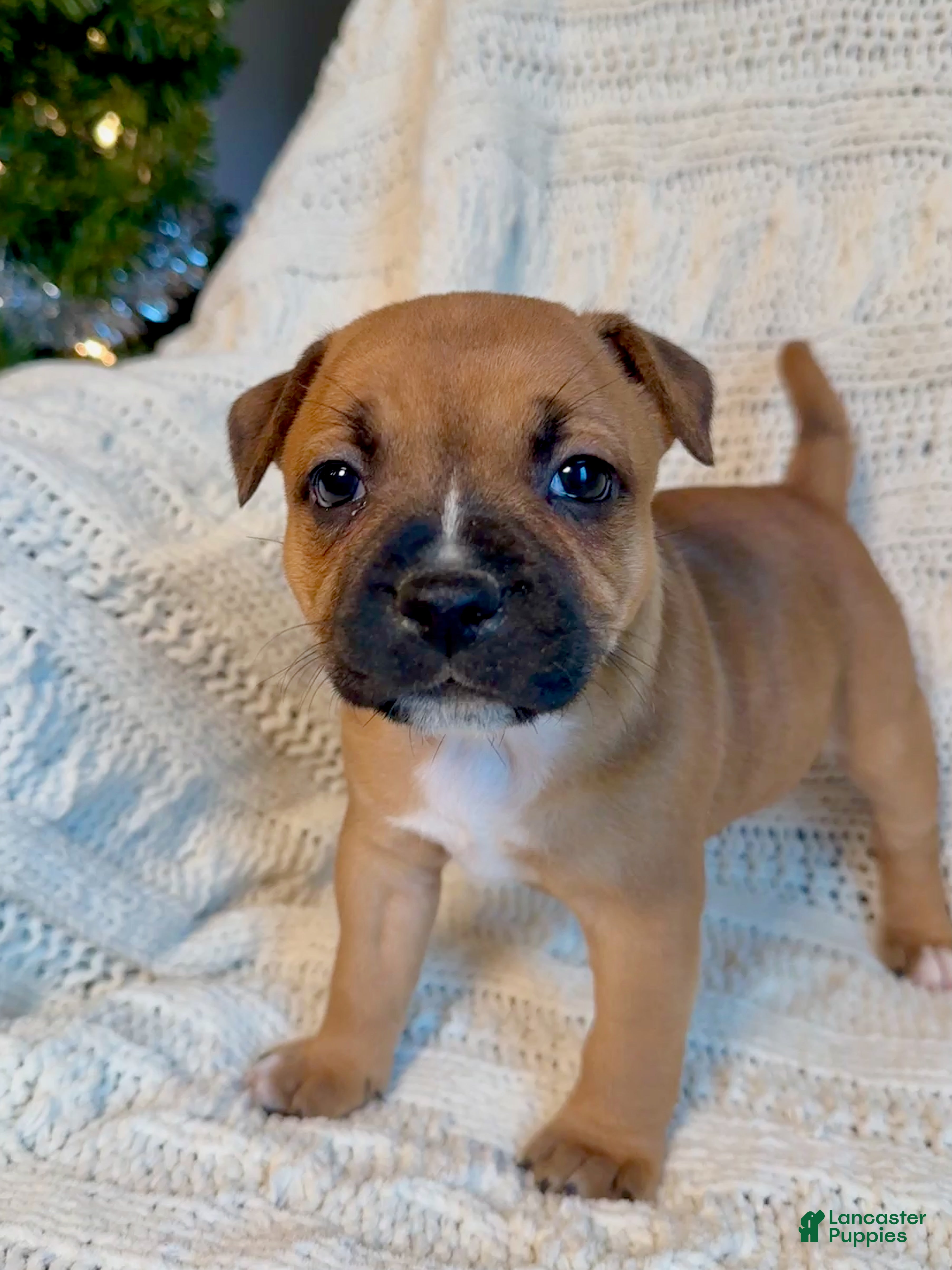 Staffordshire Bull Terrier dogs Staffordshire Bull Terrier Puppy 4 - Ad 4
