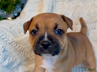 Staffordshire Bull Terrier dogs Staffordshire Bull Terrier Puppy 4 - Ad 3