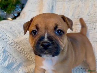 Staffordshire Bull Terrier dogs Staffordshire Bull Terrier Puppy 4 - Ad 2