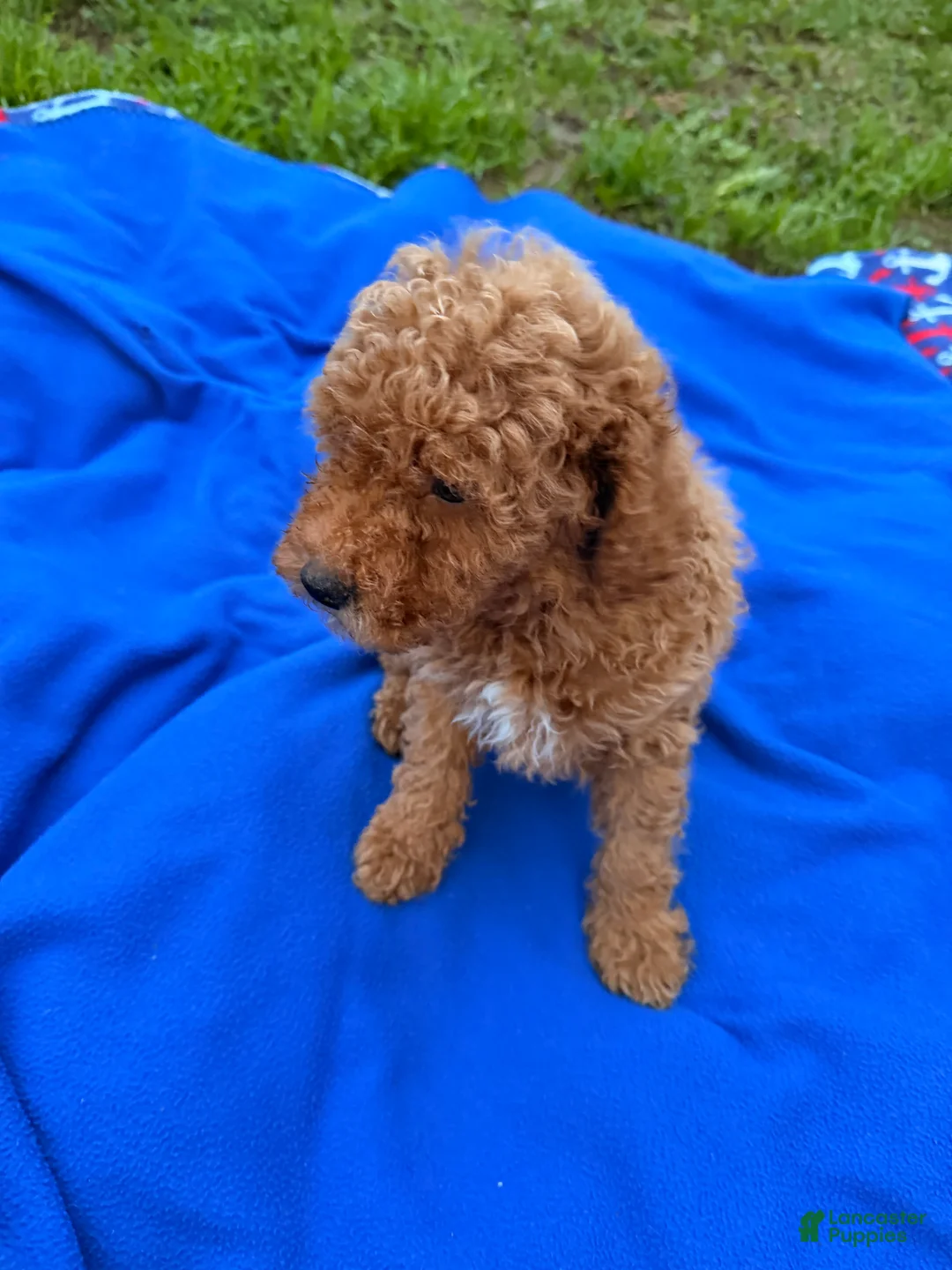 Mini Goldendoodle dogs for sale: Feliz - Ad 9