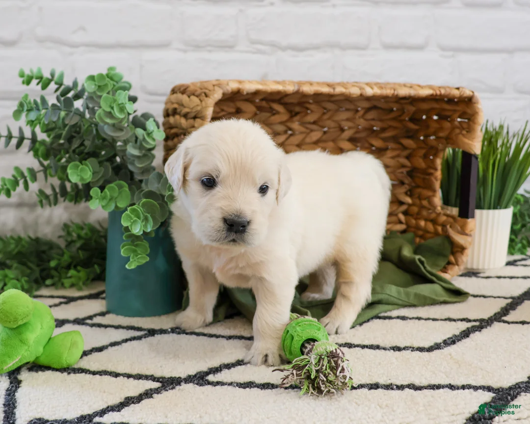 Golden Retriever dogs for sale: Colorado  - Ad 2