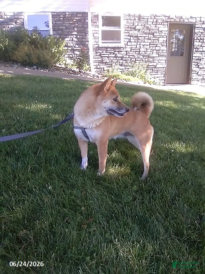 Shiba Inu dogs Jessica - Ad 2