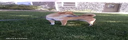 Shiba Inu dogs for sale: Jessica - Ad 2