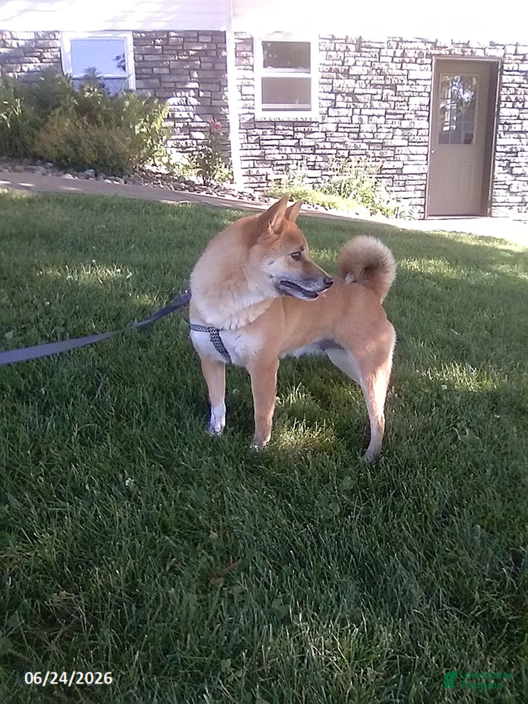 Shiba Inu dogs for sale: Jessica - Ad 2
