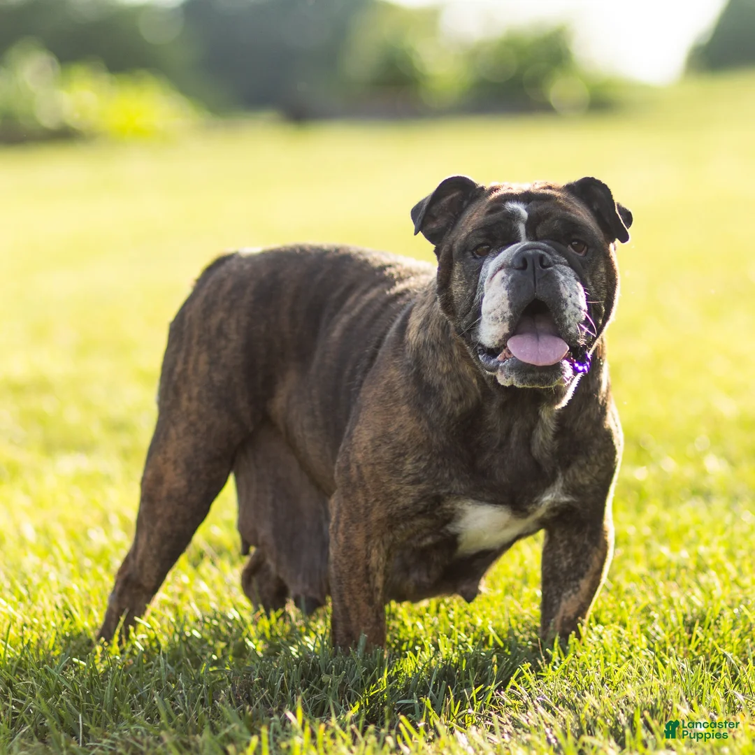 English Bulldog dogs for sale: Winnie English Bulldog  - Ad 5