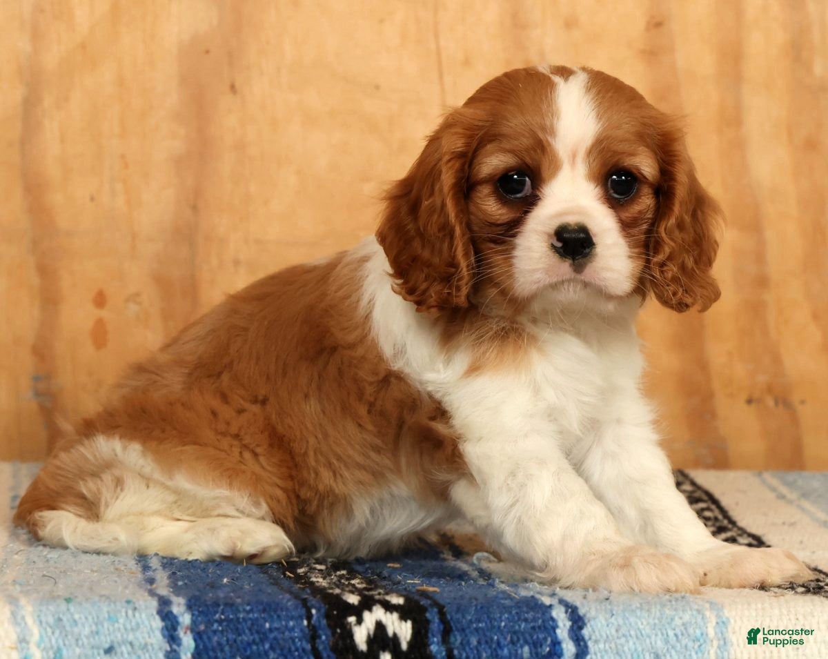 Cavalier King Charles Spaniel dogs Polly - Ad 1