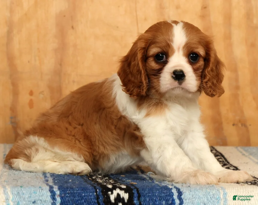 Cavalier King Charles Spaniel dogs for sale: Polly - Ad 1