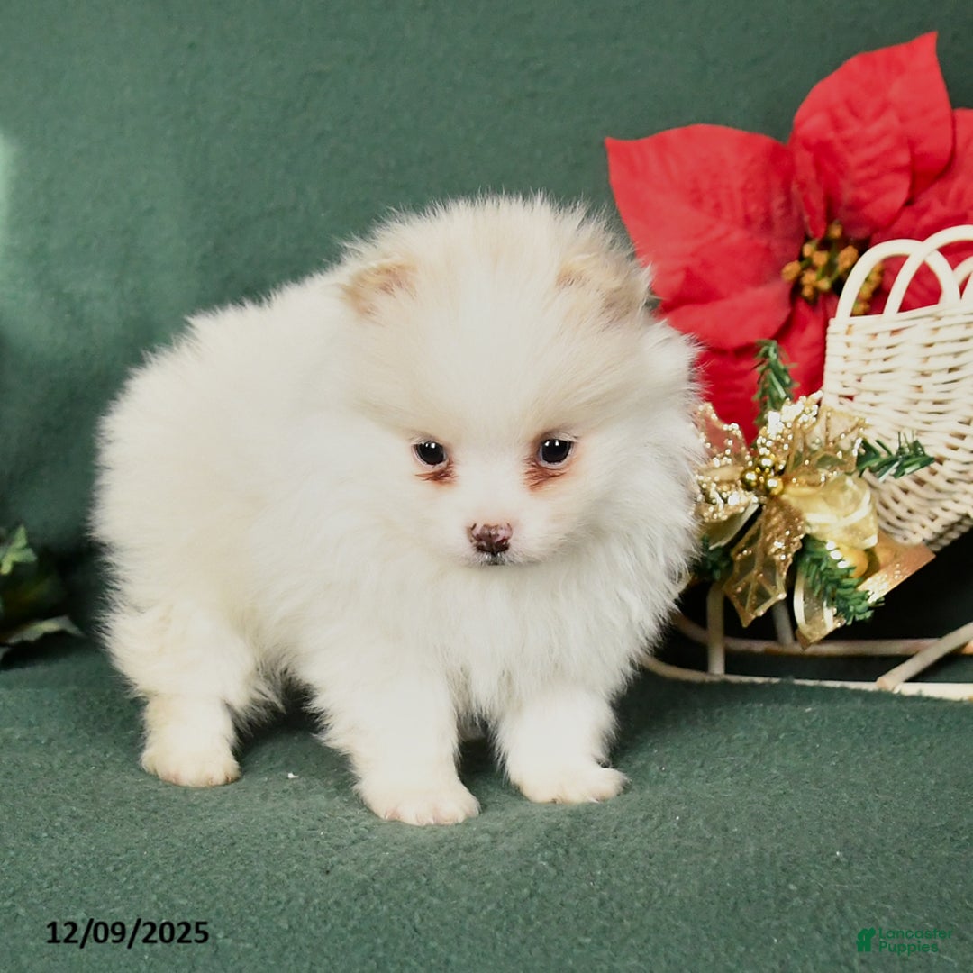 Pomeranian dogs for sale: Roy  - Ad 4