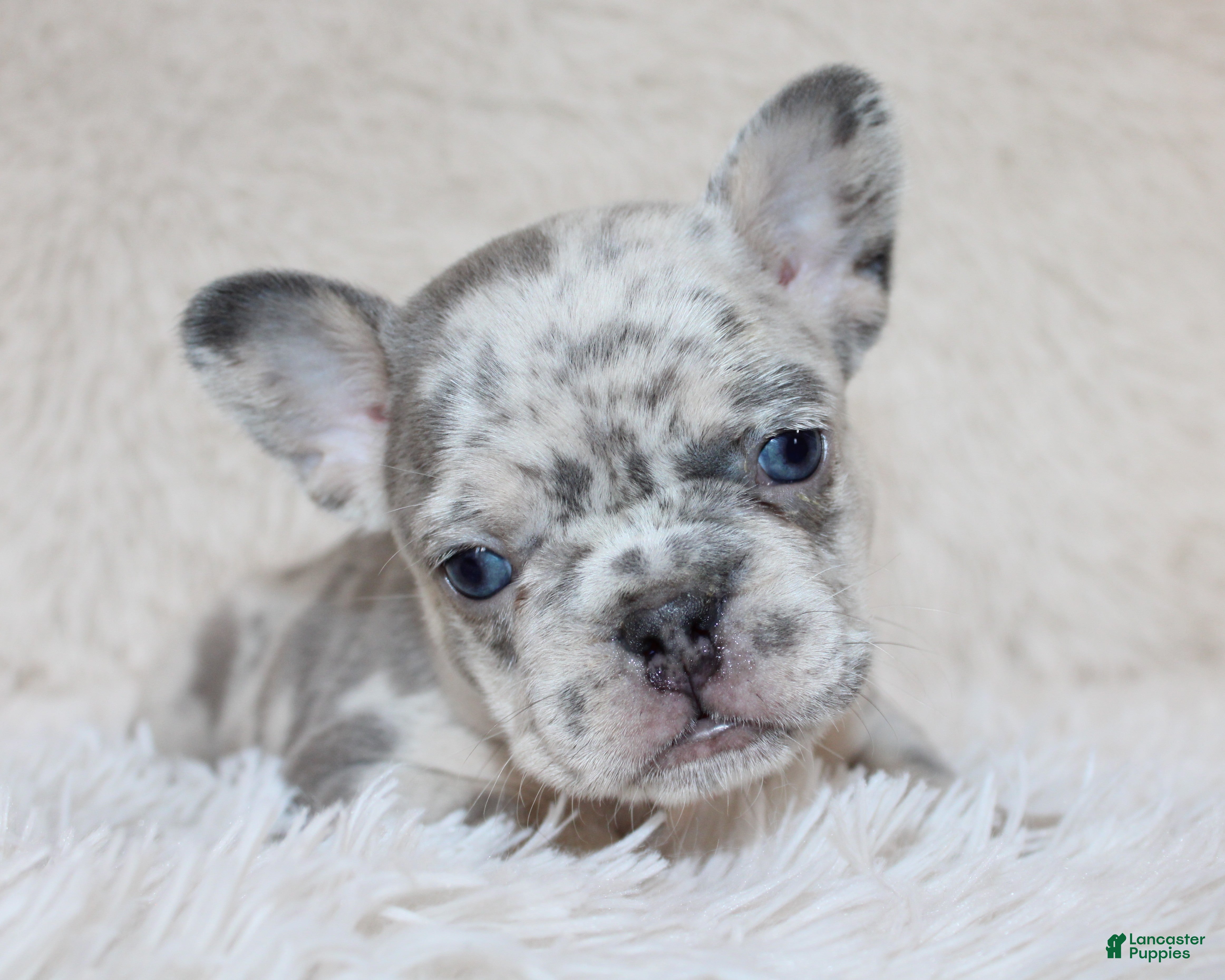French Bulldog dogs Jessie - Ad 2