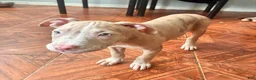 Mixed Breed dogs for sale: Mixed Breed 5 - Ad 1