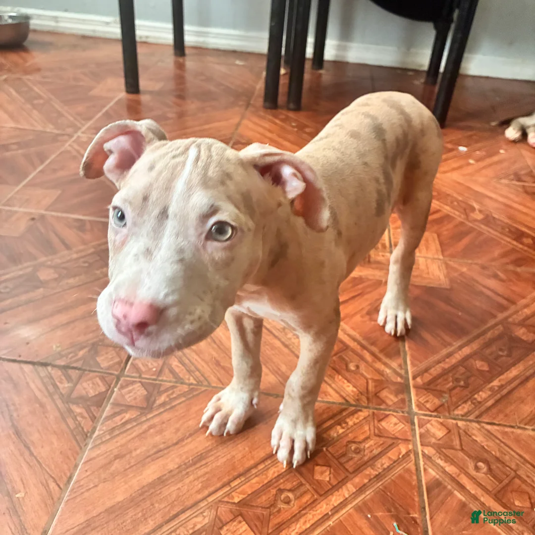 Mixed Breed dogs for sale: Mixed Breed 5 - Ad 1