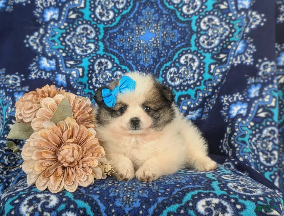 Pomeranian dogs for sale: Madelaine - Ad 5