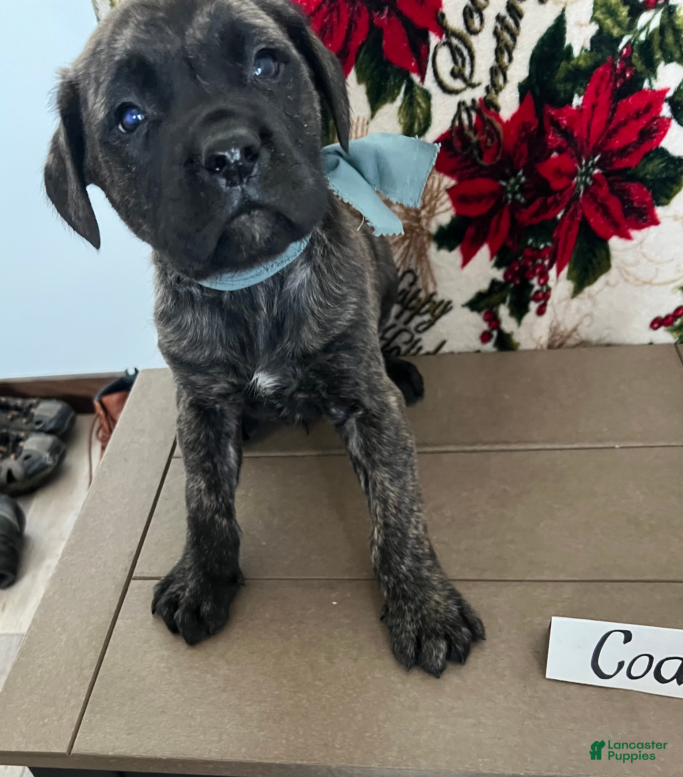 English Mastiff dogs Coal❤️🐾AKC Pure Breed❤️Call 814-996-9195 - Ad 13