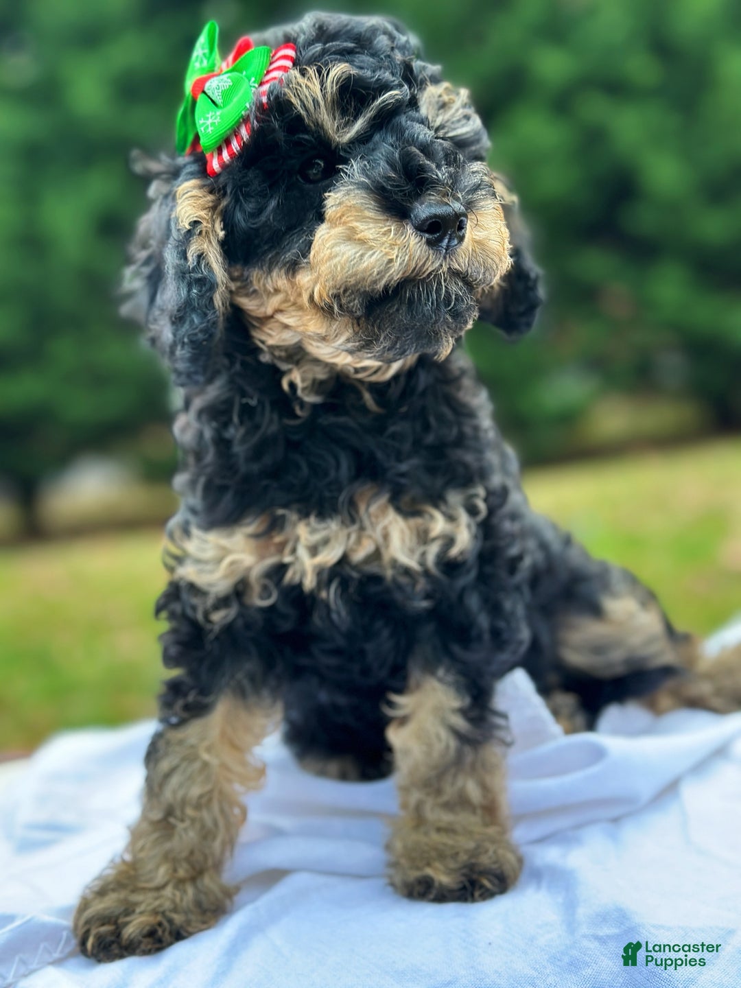 Miniature Poodle dogs for sale: Fiona - Ad 7