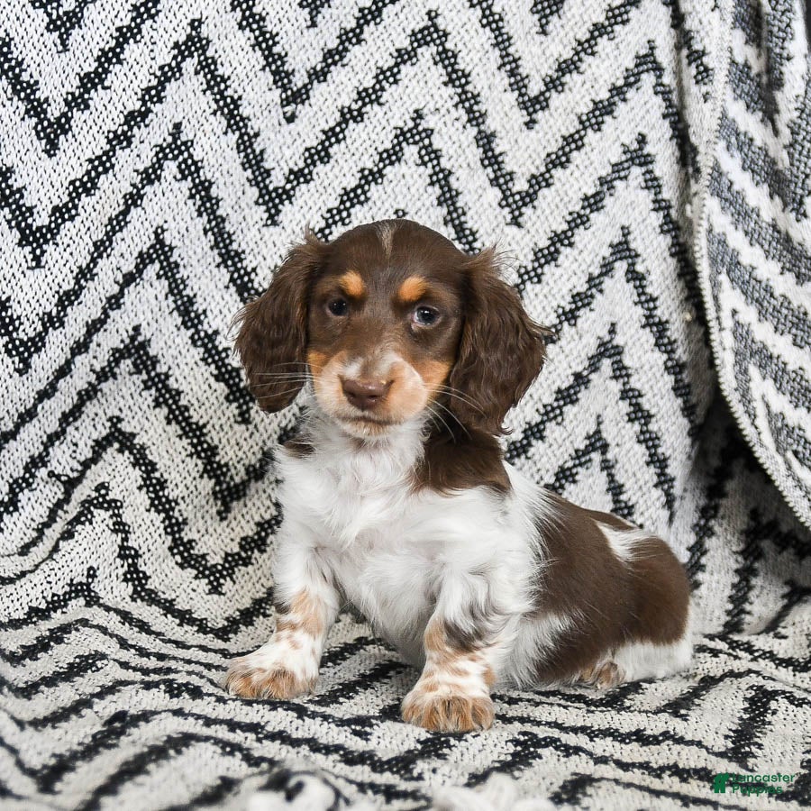 Miniature Dachshund dogs Vixen - Ad 2