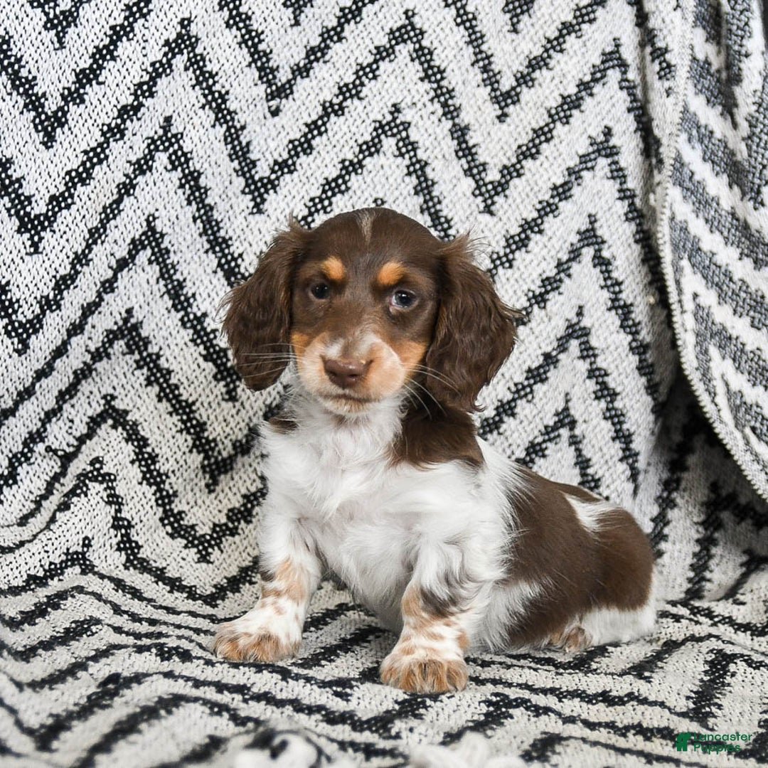 Miniature Dachshund dogs for sale: Vixen - Ad 1