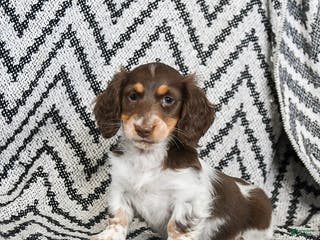 Miniature Dachshund dogs Vixen - Ad 25