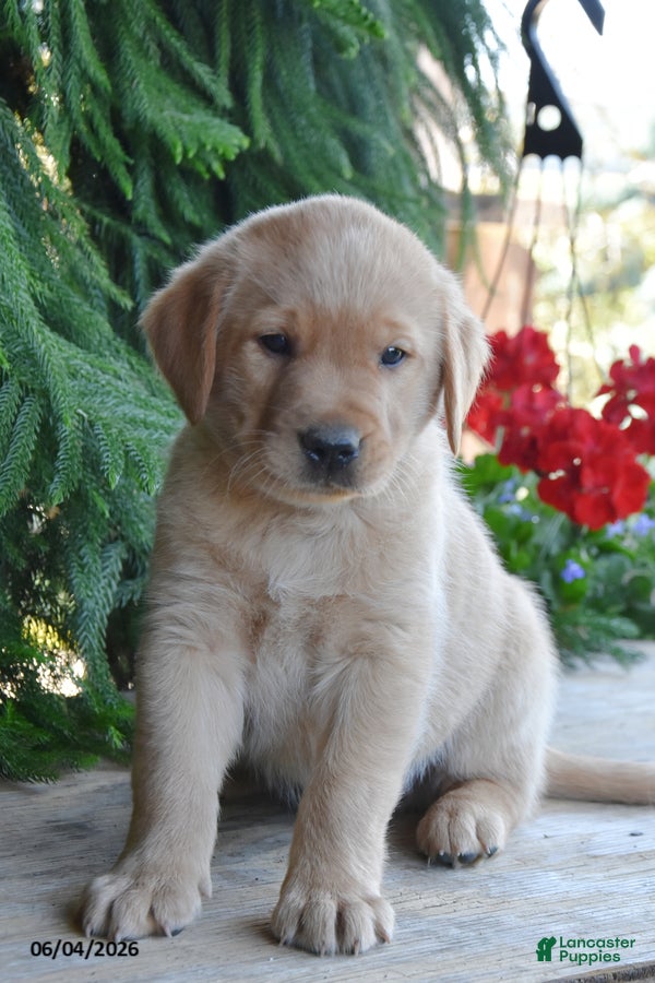 Goldador dogs Dynomite - Ad 2