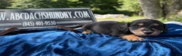 Miniature Dachshund dogs for sale: Russian  - Ad 2