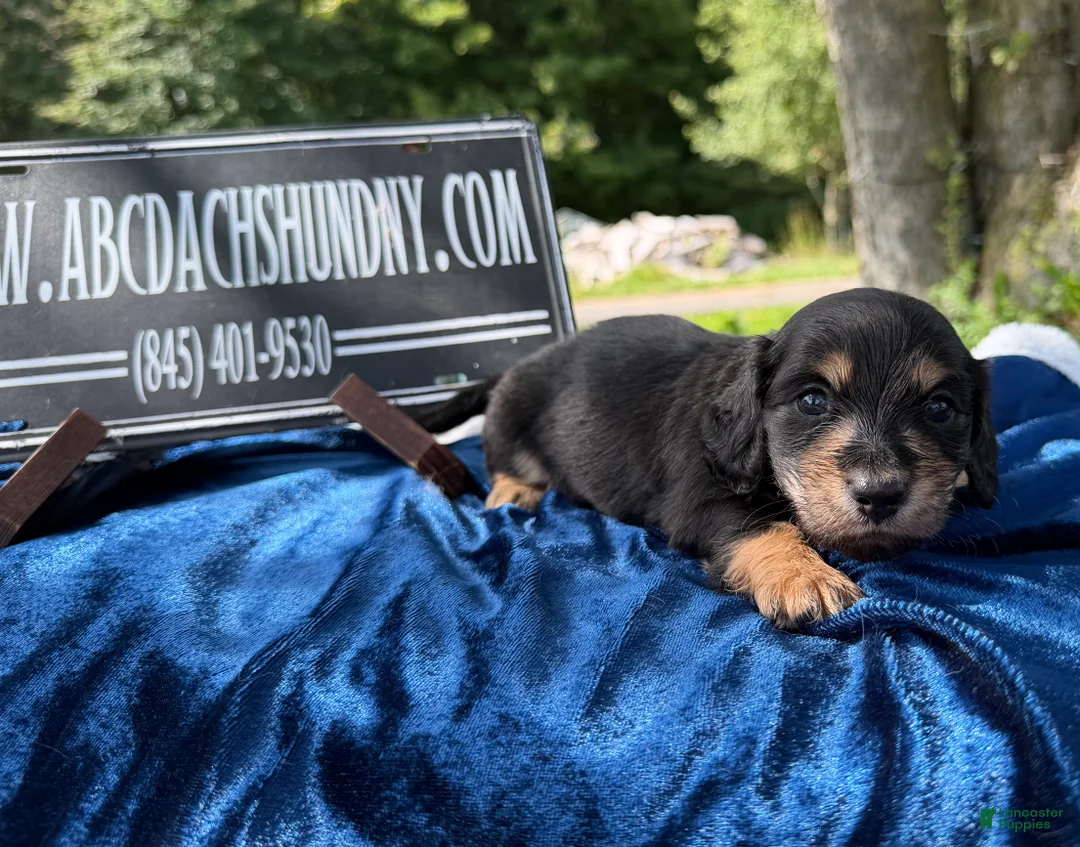 Miniature Dachshund dogs for sale: Russian  - Ad 2