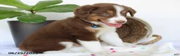 Miniature Australian Shepherd dogs for sale: Parker - Ad 8