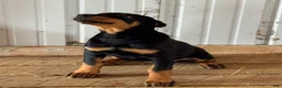 Doberman Pinscher dogs for sale: Doberman Pinscher Puppy 2 - Ad 2
