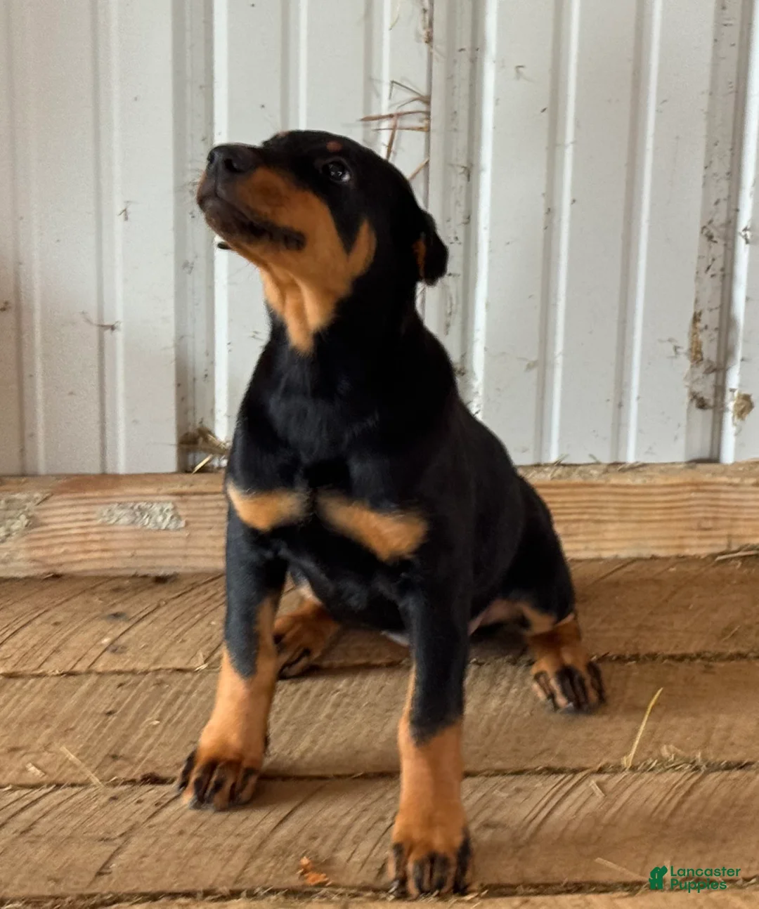 Doberman Pinscher dogs for sale: Doberman Pinscher Puppy 2 - Ad 2
