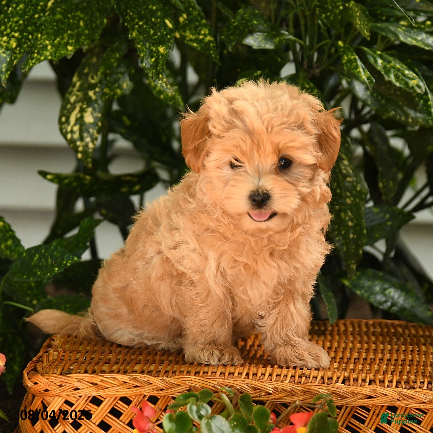 Maltipoo dogs Kermit - Ad 1
