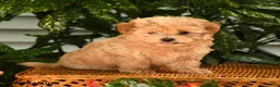 Maltipoo dogs for sale: Kermit - Ad 1