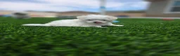 Maltese dogs for sale: 🐶 Female Maltese Puppy – Sweet, Playful & Petite - Ad 5