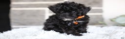 Miniature Poodle dogs for sale: Gracie  - Ad 7