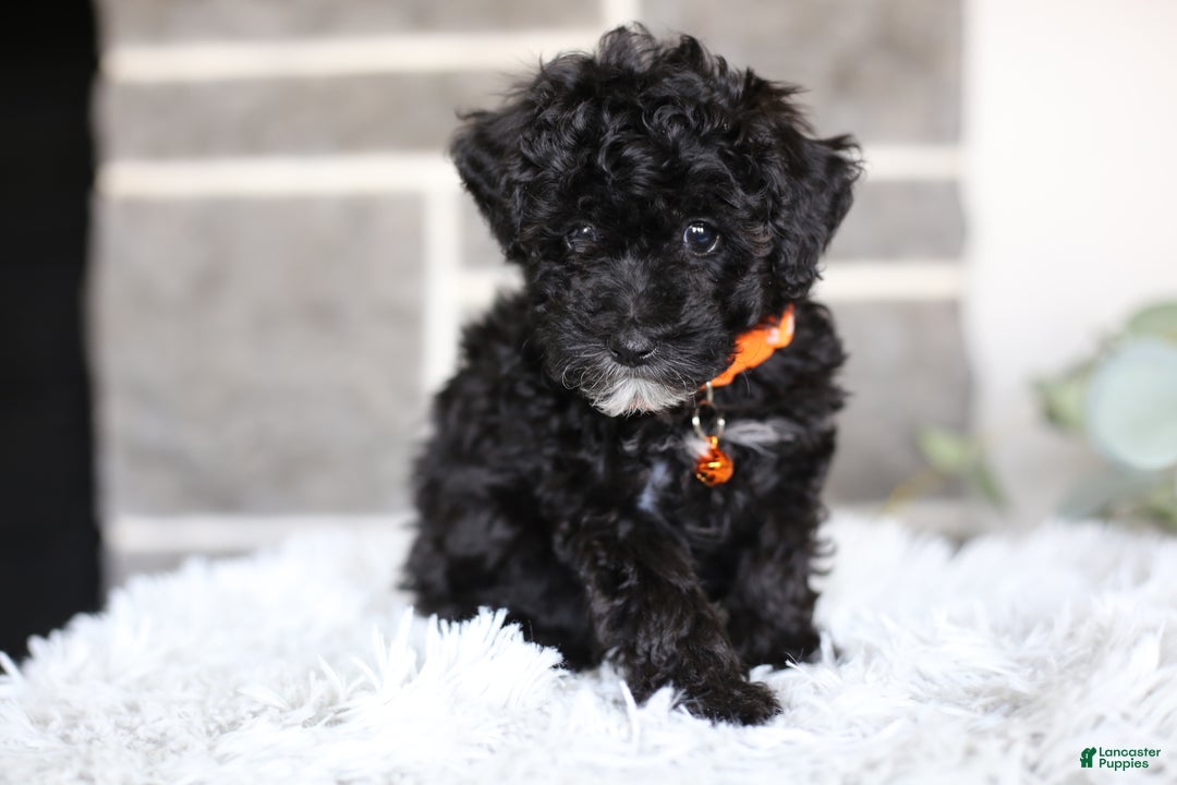 Miniature Poodle dogs for sale: Gracie  - Ad 7