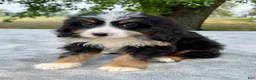 Bernedoodle dogs for sale: Amber - Ad 5