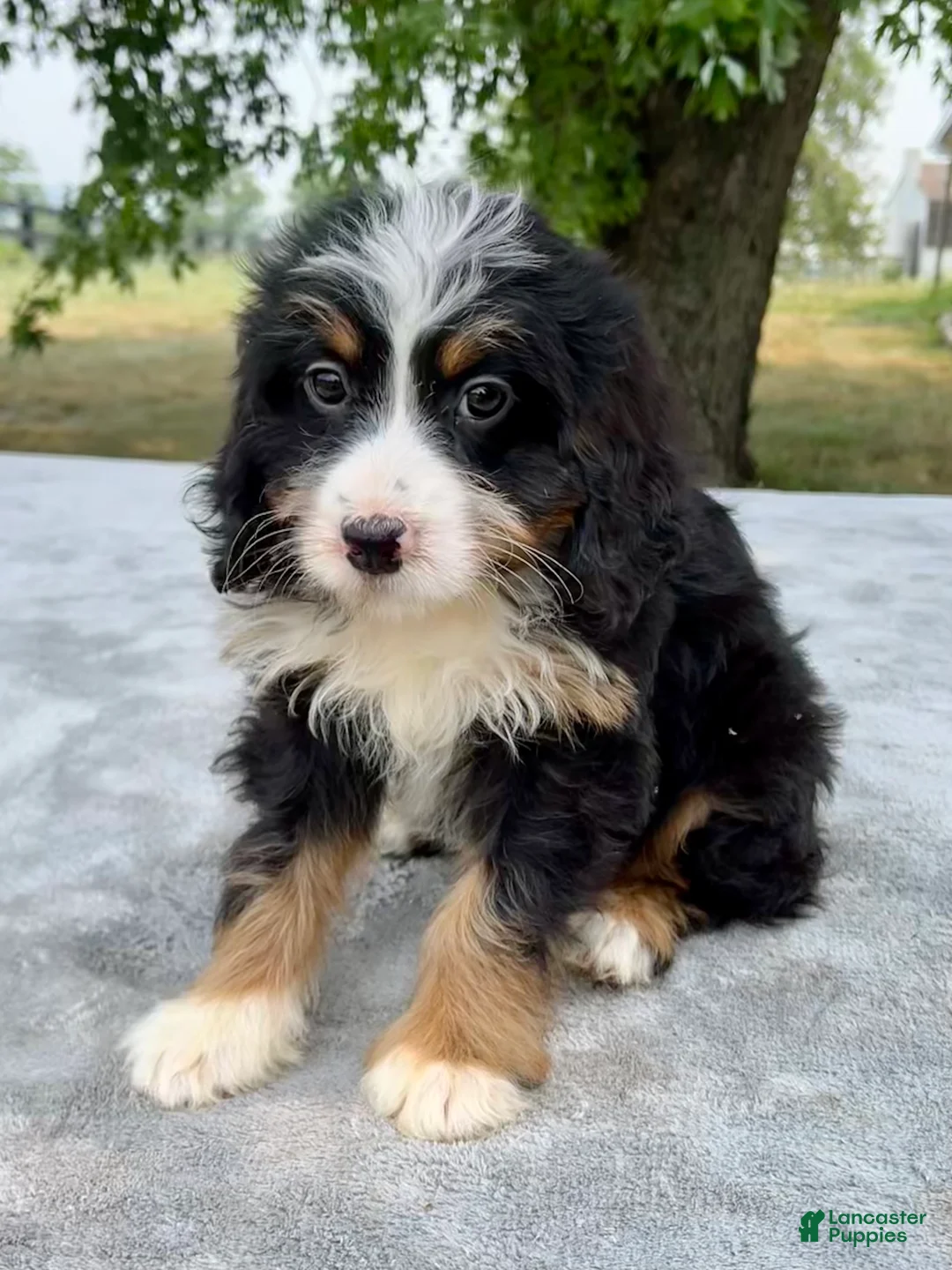 Bernedoodle dogs for sale: Amber - Ad 5